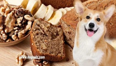 Can Dogs Eat Banana Bread with Walnuts? (8 Shocking Health Risks)