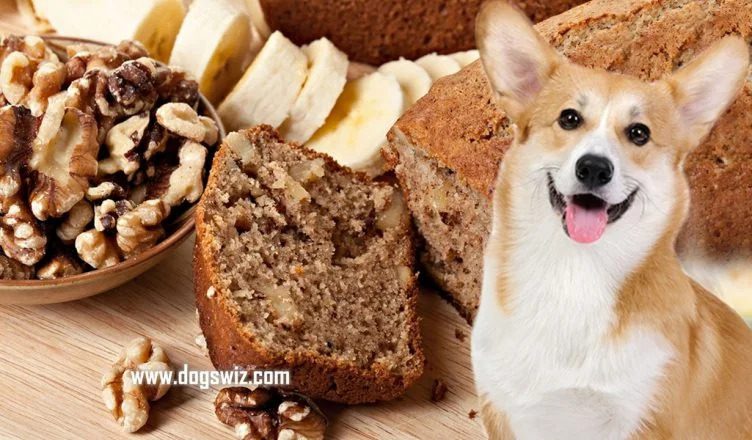 Can Dogs Eat Banana Bread with Walnuts? (8 Shocking Health Risks)
