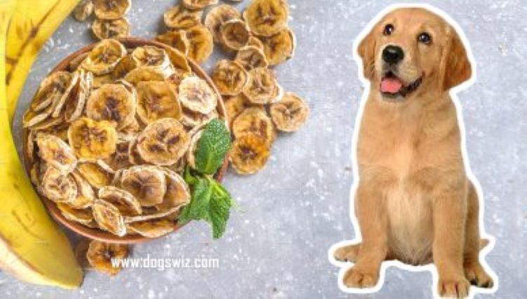 Can Dogs Eat Dehydrated Bananas? (7 Surprising Benefits)