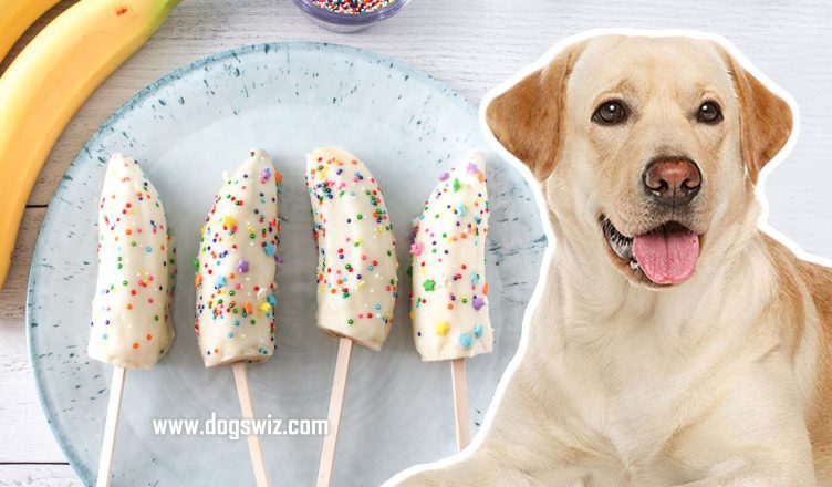 Can Dogs Eat Frozen Bananas? (5 Amazing Health Benefits)