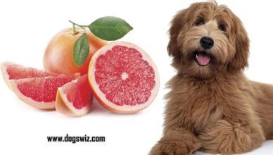 5 Reasons Why Grapefruit Is Highly Toxic To Dogs