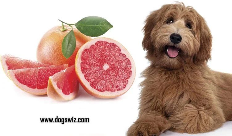 5 Reasons Why Grapefruit Is Highly Toxic To Dogs