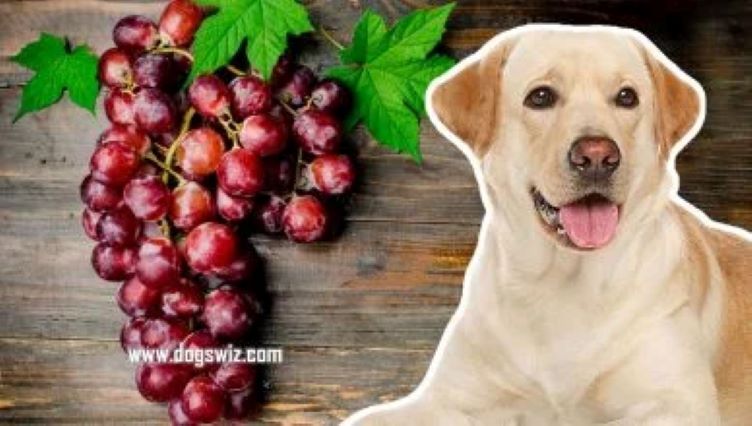 10 Reasons Why Red Grapes Are Toxic To Dogs