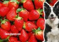 Can Dogs Eat Strawberry Leaves? Why You Should Never Feed Your Dog Strawberry Leaves