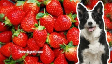 Can Dogs Eat Strawberry Leaves? Why You Should Never Feed Your Dog Strawberry Leaves