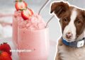 Can Dogs Eat Strawberry Ice Cream? Yes, But Know This First!