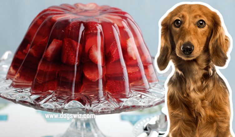 Can Dogs Eat Strawberry Jelly? The Dangers Of Feeding Strawberry Jelly To Your Dog