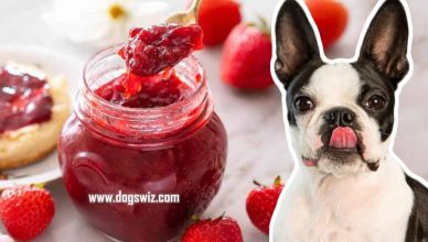 4 Reasons Why You Should Avoid Feeding Strawberry Jam To Dogs
