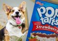 Can Dogs Eat Strawberry Pop Tarts? Yes, But Watch Out for These Dangers…