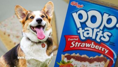 Can Dogs Eat Strawberry Pop Tarts? Yes, But Watch Out for These Dangers…