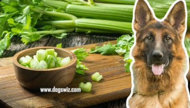 Can Dogs Eat Celery? Basic Tips for a Safe and Healthy Snack for Your Dog!