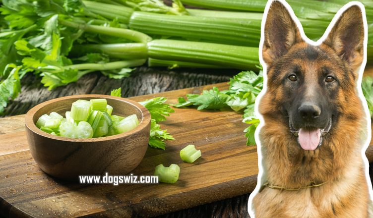 Can Dogs Eat Celery? Basic Tips for a Safe and Healthy Snack for Your Dog!