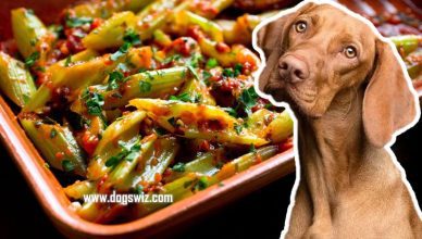 Can Dogs Eat Cooked Celery? The Best Natural Treat To Spice Up Your Dog’s Life!