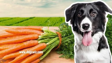 Can Dogs Eat Carrots? Amazing Health Benefits Of Feeding Carrots To Dogs