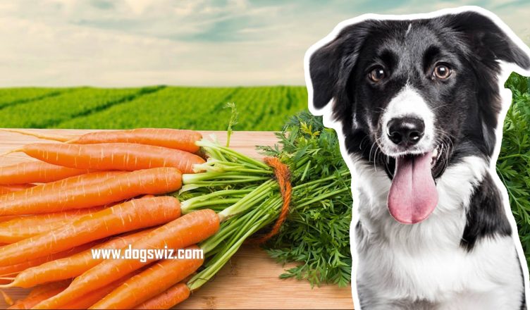 Can Dogs Eat Carrots? Amazing Health Benefits Of Feeding Carrots To Dogs
