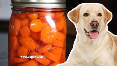 Can Dogs Eat Canned Carrots? Yes, But You Should Know This First!