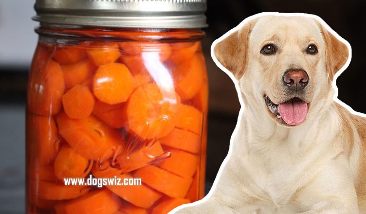 Can Dogs Eat Canned Carrots? Yes, But You Should Know This First!