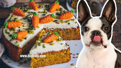 Can Dogs Eat Carrot Cakes? How to Give the Right Amount & Save on Vet Bills