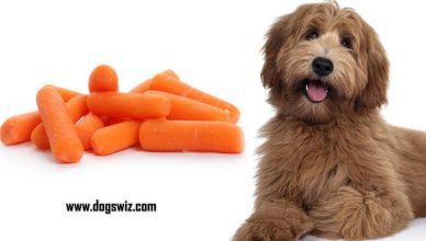 Can Dogs Eat Baby Carrots? Yes! And Here Is Why…