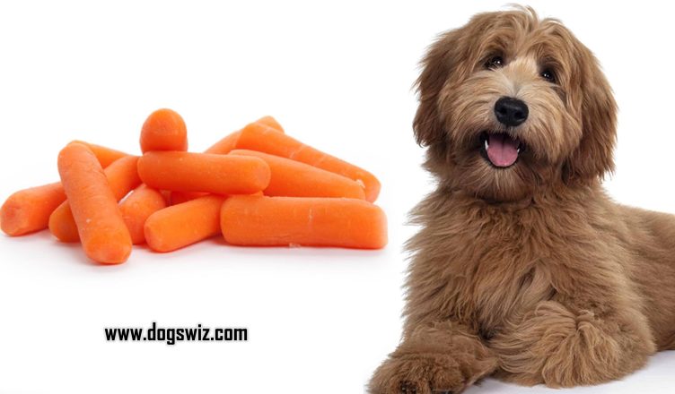 Can Dogs Eat Baby Carrots? Yes! And Here Is Why…