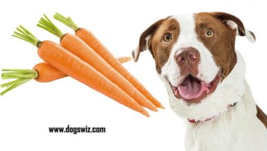 Can Dogs Eat Raw Carrots? How And Why You Should Feed Raw Carrots To Dogs