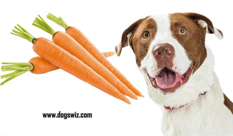 Can Dogs Eat Raw Carrots? How And Why You Should Feed Raw Carrots To Dogs