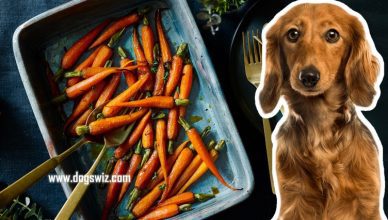 4 Nutritional Benefits Of Feeding Cooked Carrots To Dogs