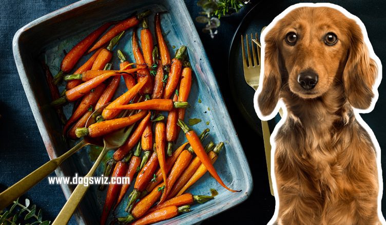 4 Nutritional Benefits Of Feeding Cooked Carrots To Dogs