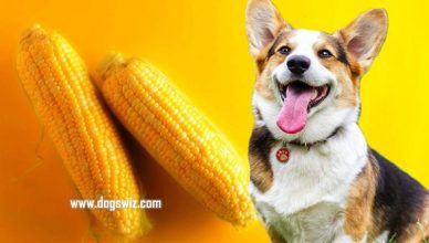 Can Dogs Eat Corn? Here Is How A Few Kernels Is Good For Dogs’ Health