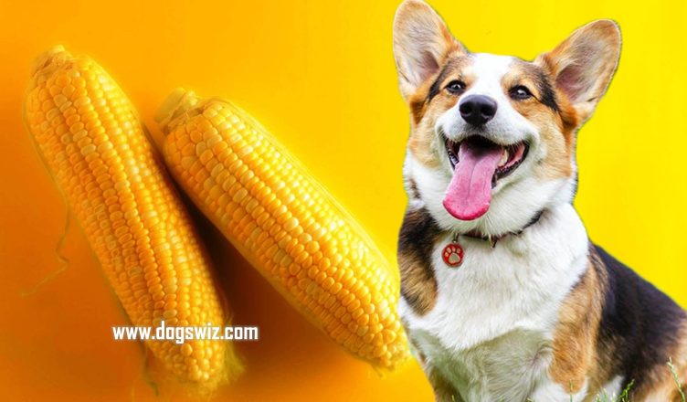 Can Dogs Eat Corn? Here Is How A Few Kernels Is Good For Dogs’ Health
