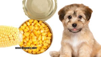 Can Dogs Eat Canned Corn? Yes, But Know This First!