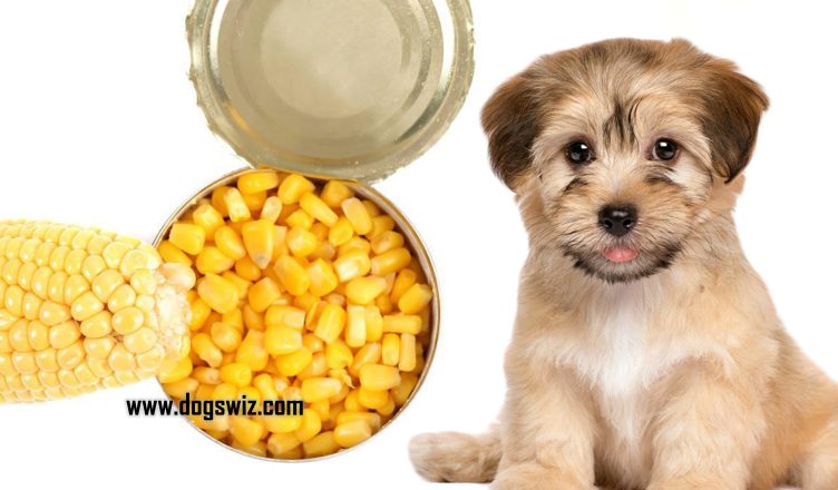 Can Dogs Eat Canned Corn? Yes, But Know This First!