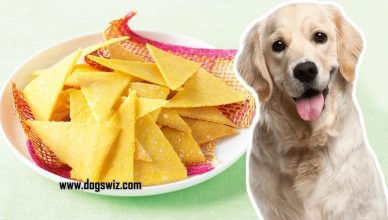 Can Dogs Eat Corn Chips? No! And Here Is Why…