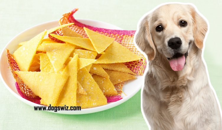 Can Dogs Eat Corn Chips? No! And Here Is Why…