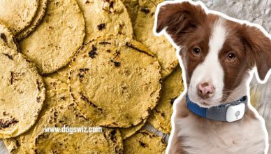 Can Dogs Eat Corn Tortillas? This Is Why Corn Tortillas Are Bad For Dogs