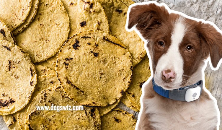Can Dogs Eat Corn Tortillas? This Is Why Corn Tortillas Are Bad For Dogs