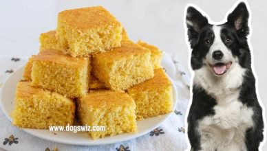 Can Dogs Eat Cornbread? Sometimes! And Here Are 4 Reasons Why…