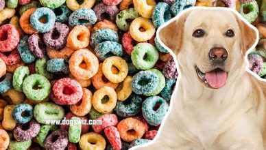 Can Dogs Eat Froot Loops? Here’s Everything You Need to Know