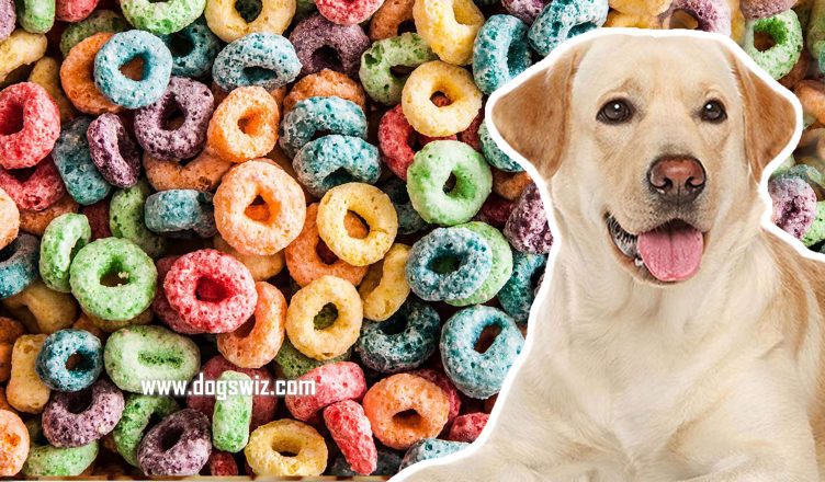 Can Dogs Eat Froot Loops? Here’s Everything You Need to Know