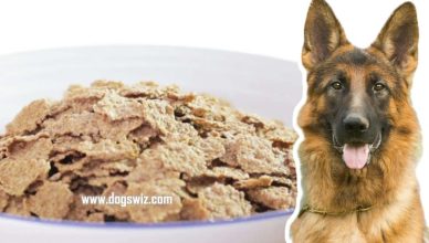 5 Reasons Why You Should Feed Bran Flakes to Dogs