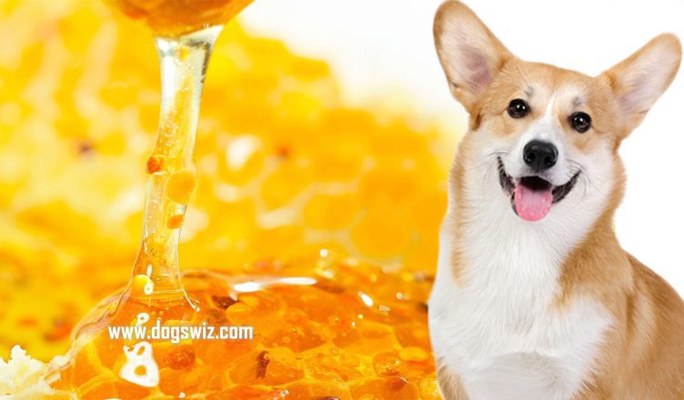 Can Dogs Eat Honey? 5 Reasons Why Honey Is Beneficial to Dogs