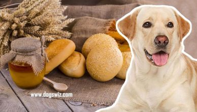 Can Dogs Eat Honey Buns? Why You Shouldn’t Feed Honey Buns to Dogs