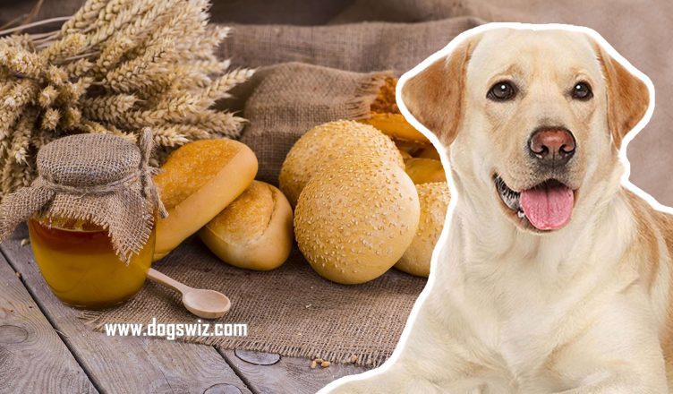 Can Dogs Eat Honey Buns? Why You Shouldn’t Feed Honey Buns to Dogs
