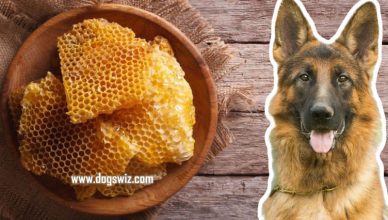 Can Dogs Eat Honeycomb? Here’s What You Need to Know
