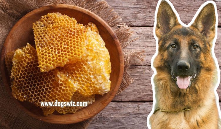 Can Dogs Eat Honeycomb? Here’s What You Need to Know