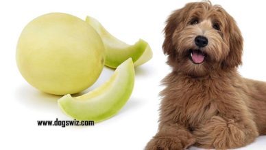 Can Dogs Eat Honeydew Melon? Yes! But Beware of These Side Effects