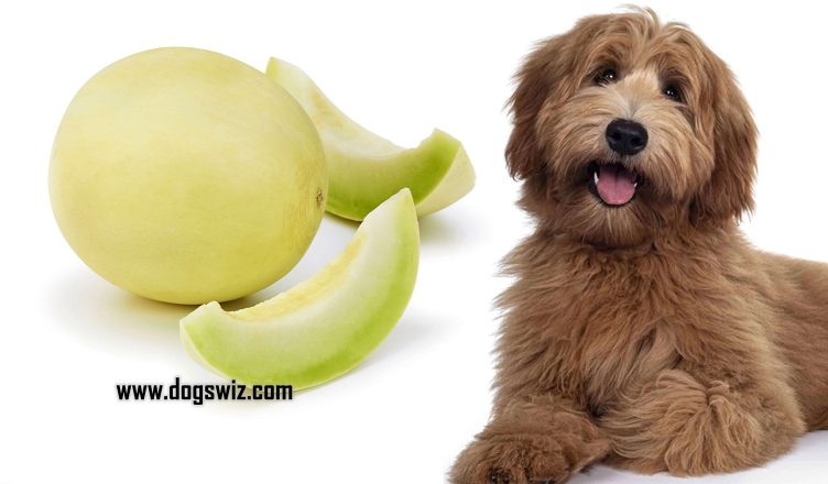 Can Dogs Eat Honeydew Melon? Yes! But Beware of These Side Effects