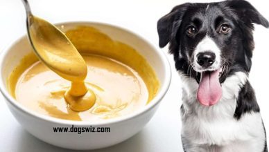 4 Amazing Benefits of Honey Mustard to Dogs