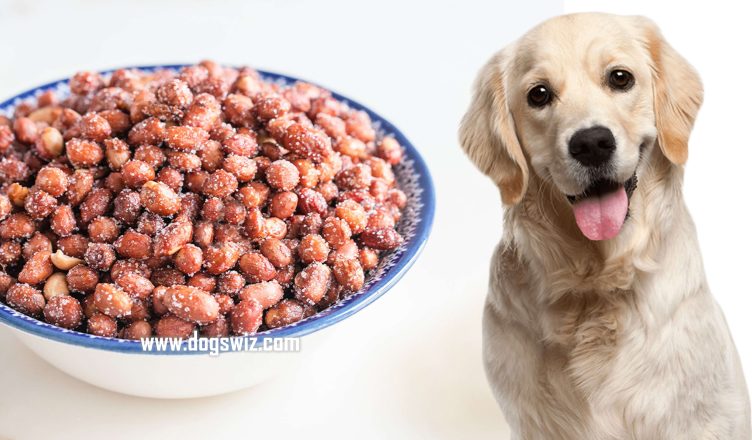 Can Dogs Eat Honey Roasted Peanuts? Yes! But Know These Guidelines First…
