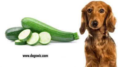 Can Dogs Eat Zucchini? Incredible Health Benefits of Feeding Zucchini to Dogs